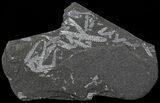 Fossil Graptolites (Didymograptus) - Great Britain #67999-2